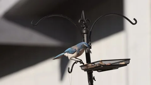 Slow Motion Scrub Jay Takes Peanut from Feeder Stock Footage 133543379