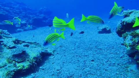 Slow motion scuba diving view of a group Common bluestripe snapper fishes Lutjan Stock Footage 314265992
