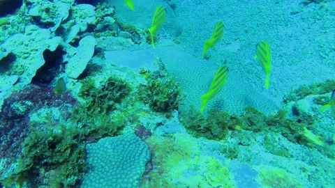 Slow motion scuba diving view of a group Common bluestripe snapper fishes Lutjan Stock Footage 314266112