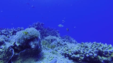 Slow motion scuba diving view of a group Common bluestripe snapper fishes Lutjan Stock Footage 314266160