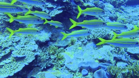 Slow motion scuba diving view of a group Common bluestripe snapper fishes Lutjan Stock-Footage 314266260