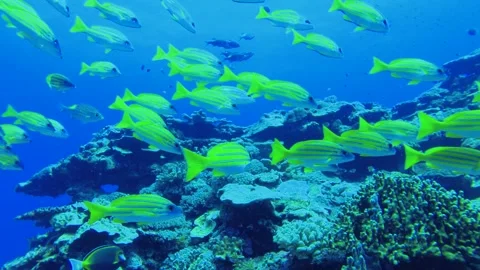 Slow motion scuba diving view of a group Common bluestripe snapper fishes Lutjan Stock Footage 314266658