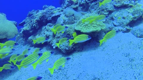Slow motion scuba diving view of a group Common bluestripe snapper fishes Lutjan Stock-Footage 314266667
