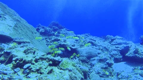 Slow motion scuba diving view of a group Common bluestripe snapper fishes Lutjan Stock Footage 314266866