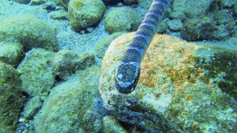 Slow motion scuba diving view of a group Common bluestripe snapper fishes Lutjan Stock-Footage 314266984