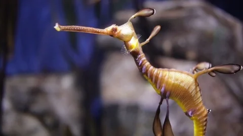 Slow Motion Sea Dragon Stock Footage 90568274