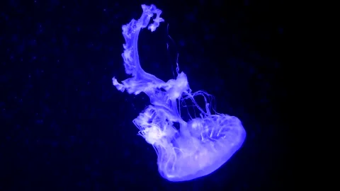Slow Motion Sea Nettle Jellyfish - Soothing Aquatic Loop &amp; Game Reference Stock Footage 260860239