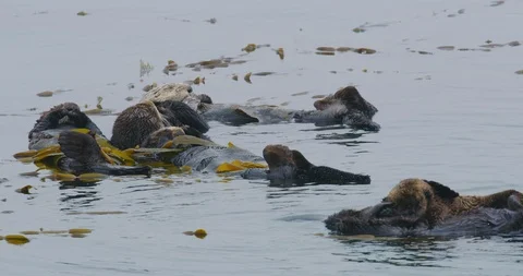 Slow motion of sea otter and baby grooming and playing in Morro Bay, California Stock Footage 99141565