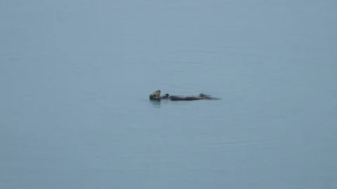 Slow motion of sea otter floating on water surface on its back on cloudy day Stock Footage 129112614