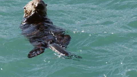 Slow motion of sea otter on its back swaying in water and biting on food Stock Footage 129113754