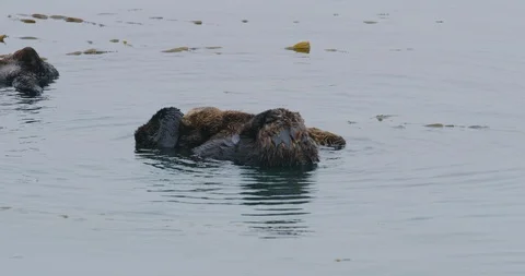 Slow motion of a sea otters grooming in Morro Bay, California Stock Footage 99141553