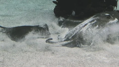 Slow motion of sea stingrays worried and fleeing from danger Видео 149796834