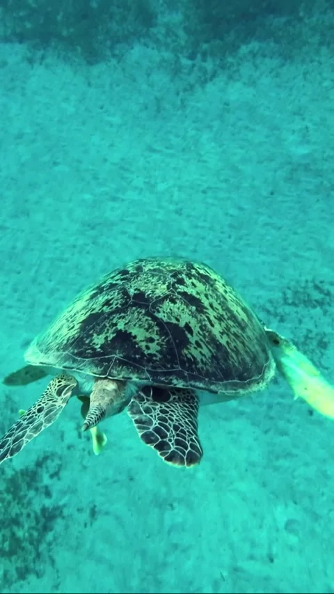 Slow motion, Sea turtle dives to the deep on sandy seabed covered with green Vídeos de archivo 232766704