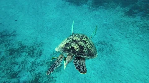 Slow motion, Sea turtle dives to the deep on sandy seabed covered with green Video stock 232774586