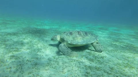 Slow motion, Sea turtle green eats sea grass on the sandy seabed.   Stock Footage 170220992