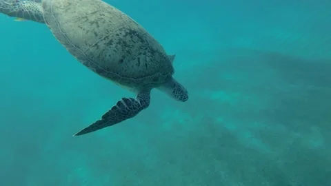 Slow motion, Sea turtle green dives down to the sandy seabed.  Stock Footage 170221152