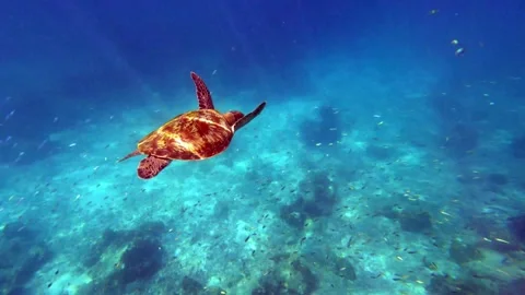 Slow motion of Sea turtle n many fish swim under deep blue ocean water Stock Footage 258649343