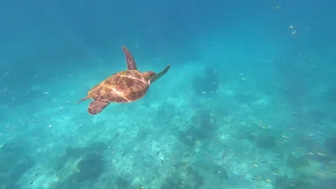 Slow motion Sea turtle n fishes swim under deep blue ocean water n coral reef Stock Footage 258649353