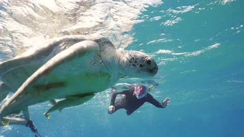 Slow motion, Sea Turtle is resting on surface, group of tourists are watching it Stock Footage 233079883