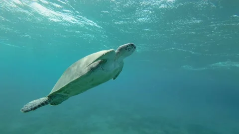 Slow motion, Sea turtle slowly fly to the up in the blue water in sinrays.   Stock Footage 170074659