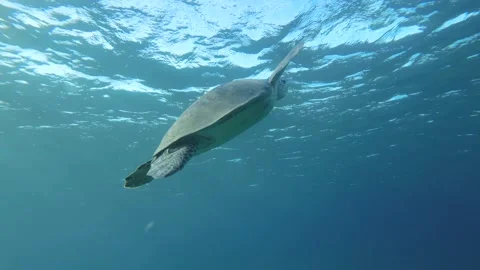 Slow motion, Sea turtle slowly fly to the up in the blue water in sinrays.   Stock Footage 170220507