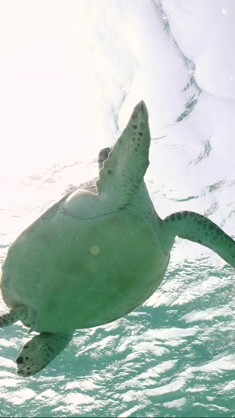 Slow motion, Sea Turtle swims under surf... | Stock Video | Pond5