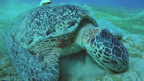 Slow motion, Sea turtle with two Suckerfish on shell eating green seagrass on Stock Footage 288185017