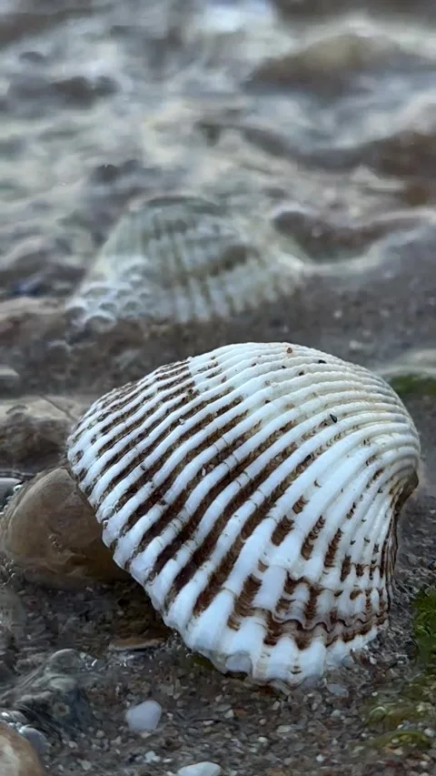 Slow Motion Sea Wave Washing Over Large Seashell on Beach (Vertical 9:16) Stock Footage 346557725