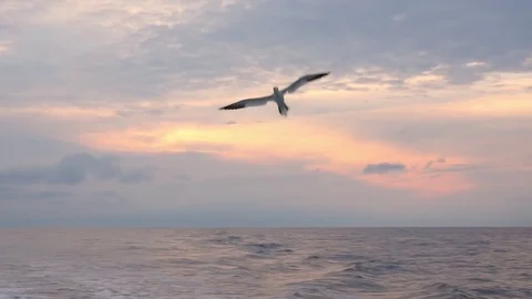 Slow motion of a seabird flying over ocean in Cape Breton Island Stock Footage 72168211