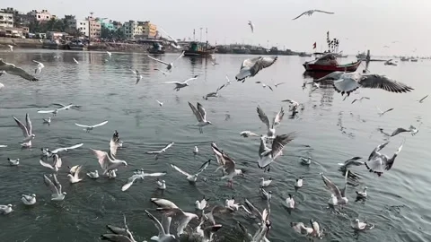 Slow-Motion of Seabird at Varsova beach Mumbai India. Stock Footage 130520296