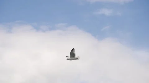 Slow motion of a seagul flying over ocean coast Stock Footage 157754611