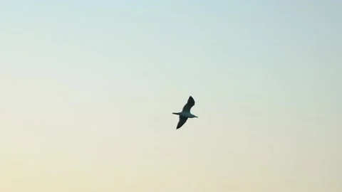 Slow motion of a seagul flying over ocean coast at the bay in istanbul. Stock Footage 237745547