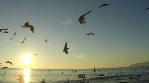 SLOW motion, Seagull Birds flying and fishing in the sea. 스톡 동영상 59781468