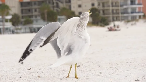 Slow Motion: Seagull Catches Fly Midair on Beach Video stock 123879098