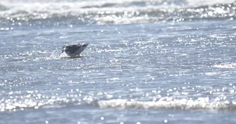 Slow motion of Seagull Cleaning Off Beak On A Sunny Windy Day Stock Footage 217430061
