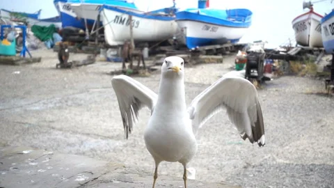 Slow motion of a seagull flapping its wings on the shore Stock Footage 127680854