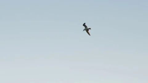 Slow motion as a seagull flies gracefully over the ocean harbor Stock Footage 79509651