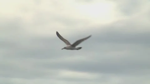 Slow motion seagull in flight Stock Footage 8956220