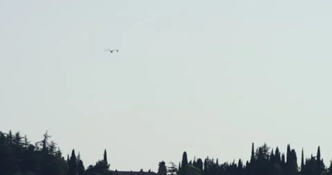 Slow Motion Of Seagull Flying Above Mediterranean Coast Stock Footage 141719624