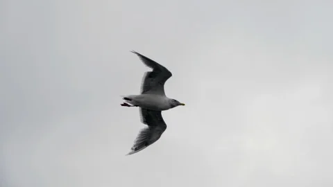 Slow Motion Seagull Flying Bird Background, Beautiful Telephoto Sky Stockbeeldmateriaal 88573657