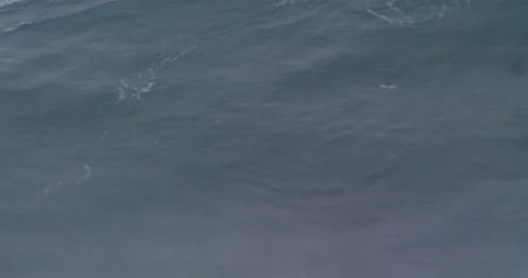 Slow motion of seagull flying close to ocean water surface gliding in wind Stock Footage 156130418