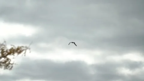 Slow Motion Seagull Flying By On A Cloudy Day Video stock 218407974