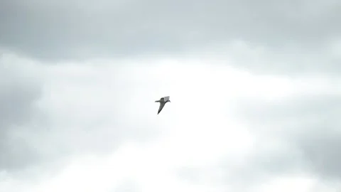 Slow Motion Seagull Flying By On A Cloudy Day Video stock 218408203