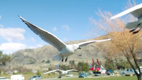 Slow motion seagull flying Stock Footage 79660888