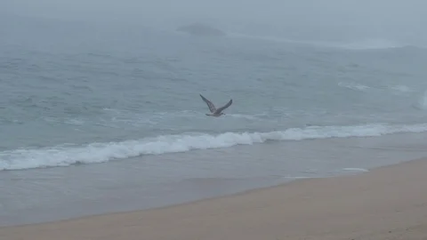 Slow motion seagull flying low over shoreline on beach with dense fog Stock Footage 116175897