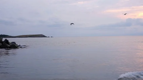 Slow motion of seagull flying over ocean at Nova Scotia Canada Video stock 72136091