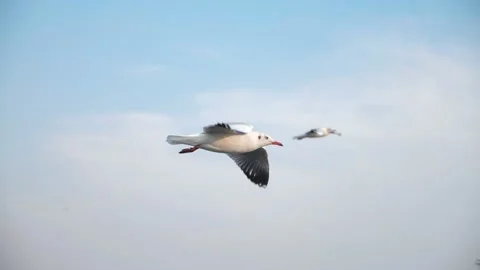 Slow motion of a Seagull flying over ocean coast in beautiful blue sky Stock-Footage 149046540