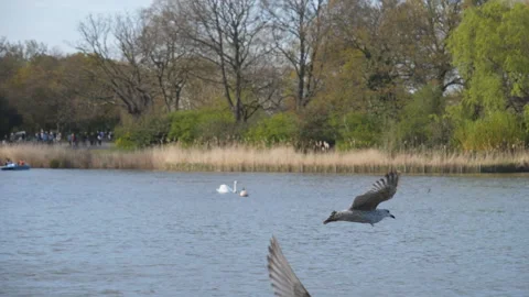 Slow Motion. A seagull flying over a lake. Stock Footage 153666710