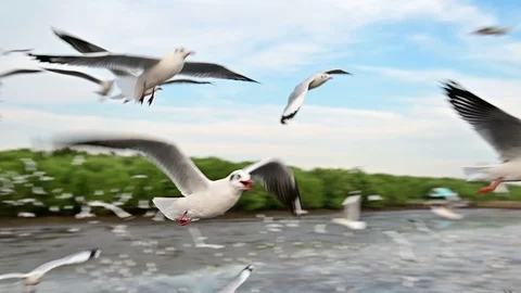Slow motion of seagull flying very close to camera Stock Footage 100577110