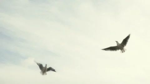 Slow motion of seagull Video stock 102598284